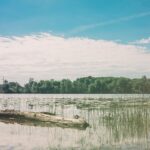 Westminster Ponds natural area in south London