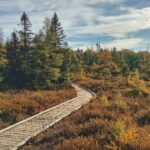 Boardwalk through the Sifton Bog, a natural area near Hyde Park in northwest London